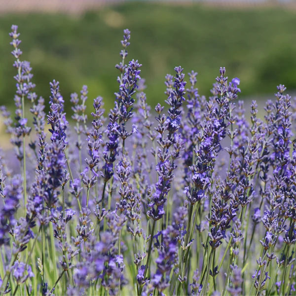 Lavendelblüten, 100 g